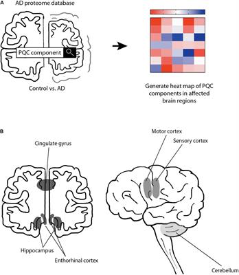 Alzheimer Cells on Their Way to Derailment Show Selective Changes in Protein Quality Control Network